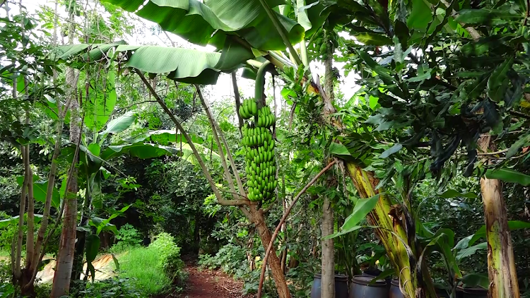 An organically grown banana in Wakas farm in Maragua, Murang'a.