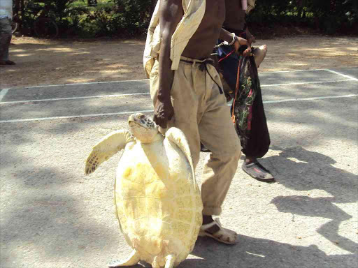 Kahindi Mwachiro one of the fishermen arrested for killing the sea turtle and using illegal means of fishing./FILE