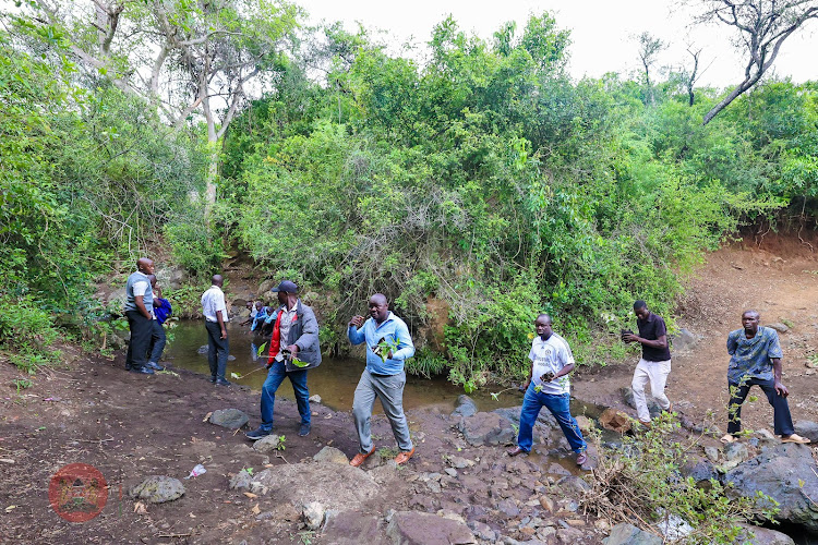 Residents of Kamahuha, Maragua Constituency take part in the tree planting at Kiambicho Forest Maragua Constituency on May 10,2024.