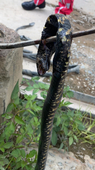 A pregnant woman was rushed to hospital on Friday after being bitten by a snake at an office in Himeville, KZN.