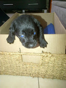 Zorg when he lost his eyesight as a puppy.