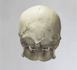 Skull 19