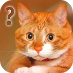 Ask Cat Speak Simulator Apk