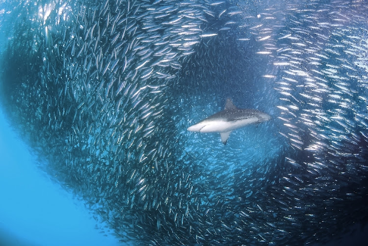 Sardine Run on South Africa's Wild Coast.