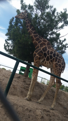 Giraffe!!!!!!!!!!!!!!!