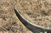 African rhino horn. File picture.