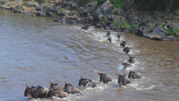 Wildebeest cross Mara River to return to Maasai Mara Game Reserve from Serengeti National Park in Tanzania after drought hit the country