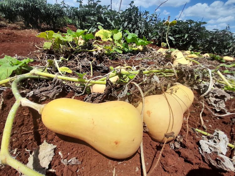 Butternuts at a demo farm in KALRO Seeds in Gatanga, Murang'a County on Monday.