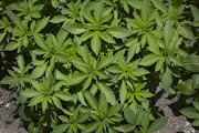 Marijuana plants. File photo