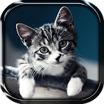 Kitty Live Wallpaper Apk