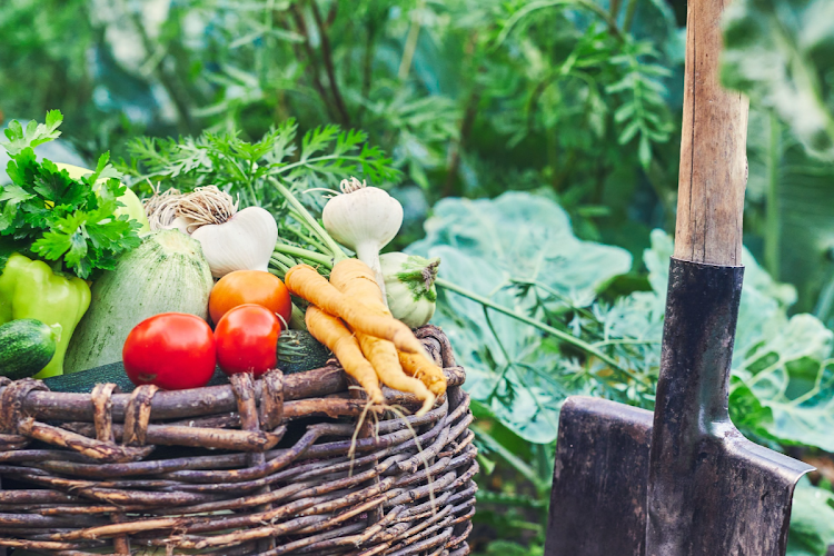 A recent study highlighted that 45% of households in the township of Gugulethu were food insecure; the figure for Khayelitsha stood at 36%. Stock photo.