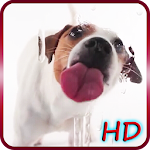 Puppy Licks Screen - Free, HD Apk
