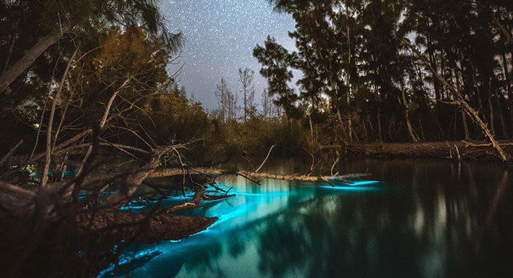 Bioluminescent Kayaking in Florida
