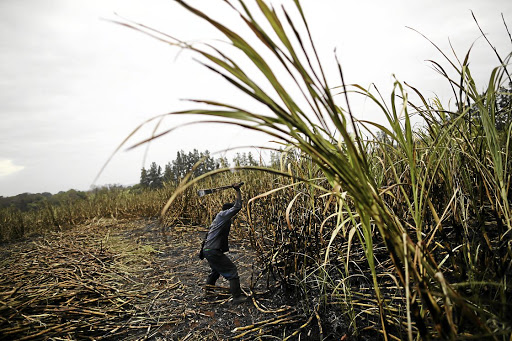 A man cuts sugarcane on a farm in Komatipoort. File photo: GETTY IMAGES/DAN KITWOOD