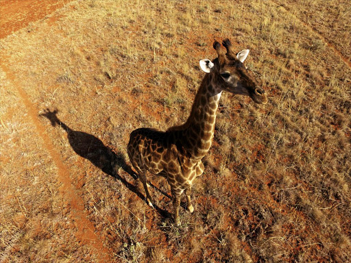 A giraffe seen from a drone.