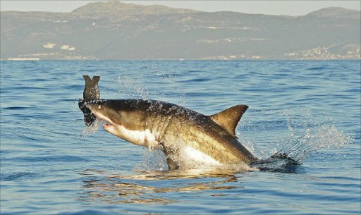 A Great White shark jumps out of the water as it bites a fake decoy seal near False Bay. File photo.