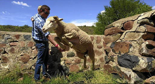 CHOPS AWAY: A merino ram shows off his agility to Karoo farmer Willie Esterhuizen and son Jacques.