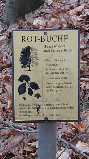 Rotbuche 