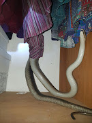 Nick Evans captured this nearly 3m long black mamba in a Durban home.
