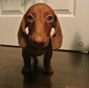 How to get Dachshund Live Wallpaper 1.00 apk for android
