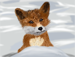 Baby Fox in the Snow