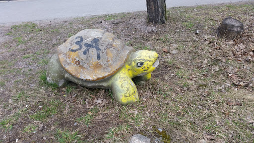 Yellow Head Turtle.