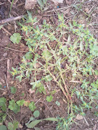 Photo 1 / 2 - Dwarf Spurge, Sept 2015