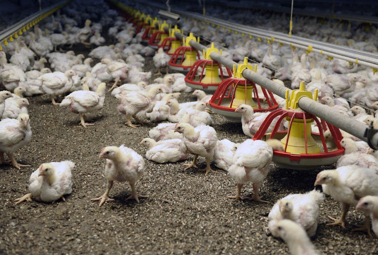 In the poultry industry, electricity outages have forced factories to pause round-the-clock operations for as long as half a day at a time.