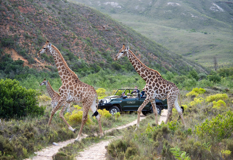Gondwana Game Reserve in South Africa is one of the safari operators that Africa Change Makers has partnered with.