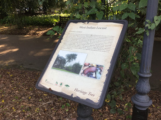 Heritage Tree - West Indian Locust