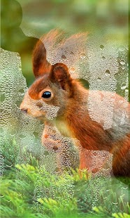How to install Squirrel Amazing LWP patch 1.2 apk for pc