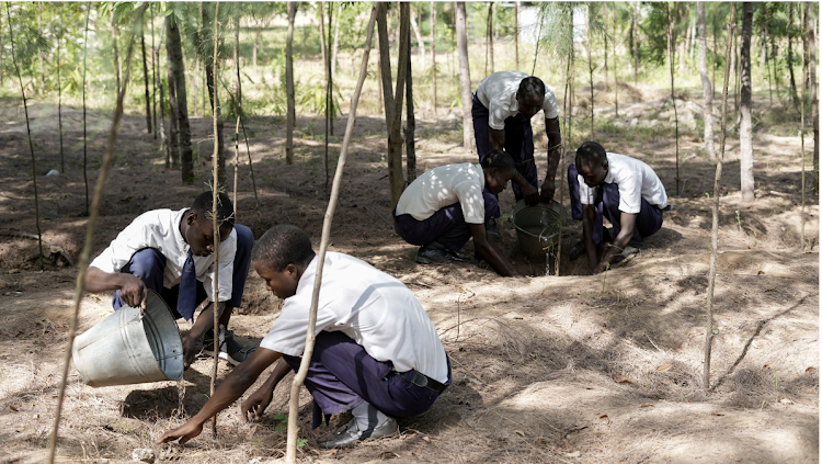 Kaembeni Secondary School Wildlife Club members plant trees in a designated area within the school