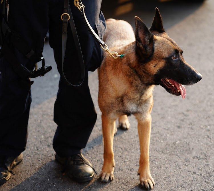 The security guard and K9 were shot at while patrolling the site. Stock photo.