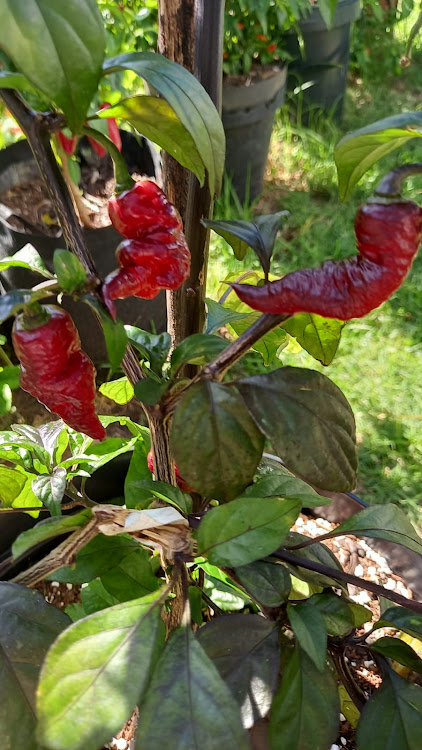 It's that time of year again! Join in on a day of fun at the 2024 Chilli Festival.