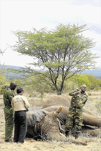 KEEPING TRACK: Kenya Wildlife Services personnel inspect the data collar of an elephant 120km south of Nairobi. It is estimated that 20% of Africa's elephants could be killed in the next 10 years if illegal poaching continued at the current rate