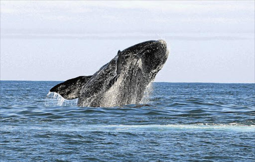 A whale was entangled in a fishing rope