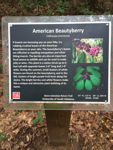 American Beauty Berry