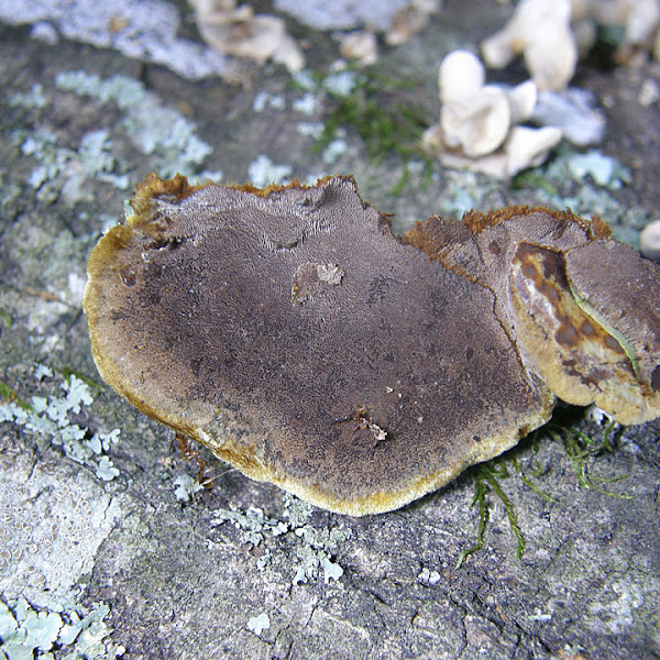Mustard Yellow Polypore Project Noah