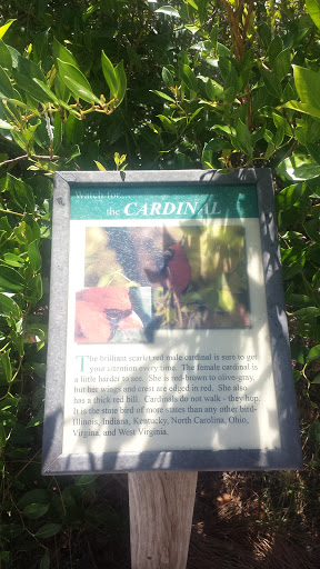 Cardinal 