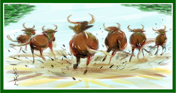 Wildebeests