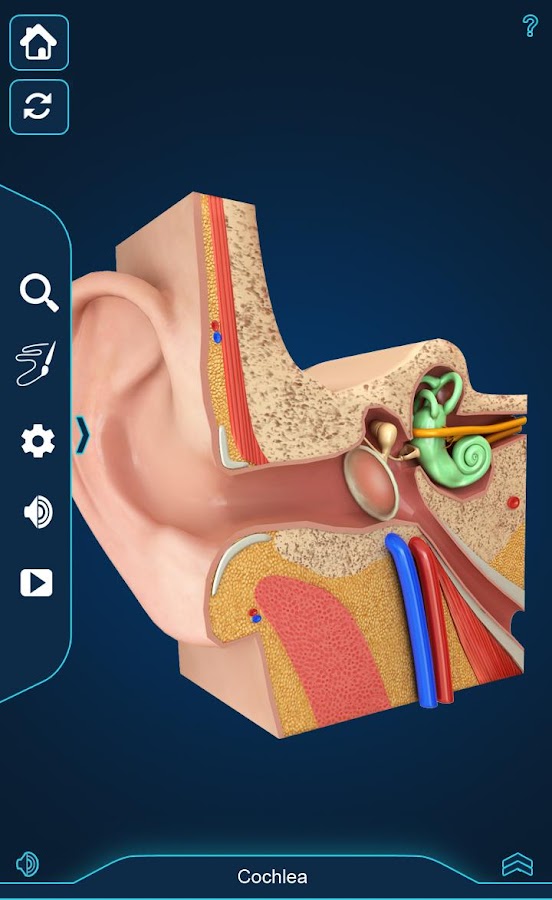 My Ear Anatomy — приложение на Android