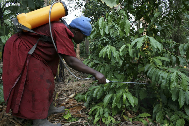 Hawa Nakawungu, a coffee farmer sprays her trees with pesticide on her farm near Uganda's capital, Kampala. Picture: REUTERS/HEREWARD HOLLAND