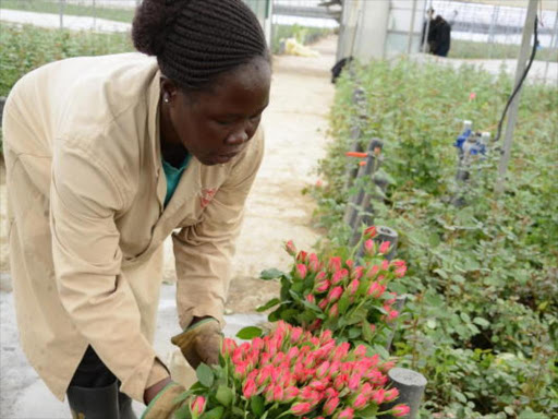 Workers in one of the Naivasha based flower farms harvests roses for export.