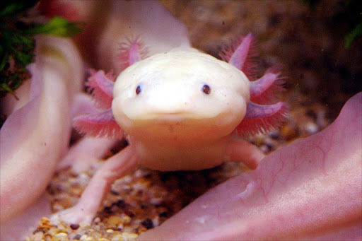 A rare albinism-type Mexicao Axolotl is displayed inside a tank at Taipei Sea World, 22 February, 2003. Some 20 albinismed Axolotls are here to breed after getting the greenlight from the Convention on International Trade in Indangered Species of Wild Fauna and Flora (CITES).