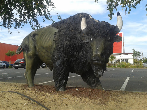 St Brevin - Bison Buffalo 