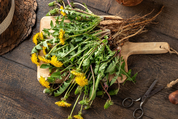 The dandelion plant is higher in vitamin A than any other garden plant and has three times more calcium, iron, and vitamin A than spinach.