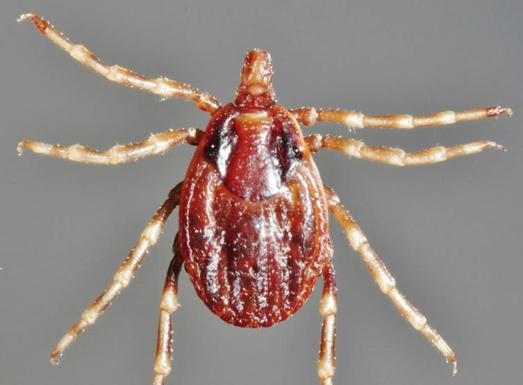 The female hyalomma tick, whose bite can transmit Crimean-Congo haemorrhagic fever to humans.