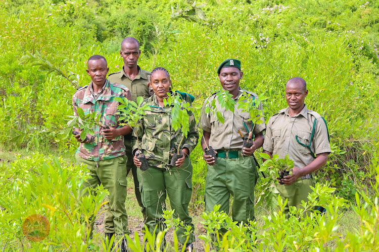 Administration police officers take part in the tree planting exercise at Kiambicho Forest Maragua Constituency on May 10,2024.