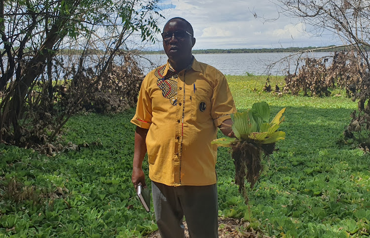 Benson Kariuki, the Lake Kenyatta Water Resources and Users Association (LAKWA) chair, showcases an algae that threatens the Lake. Image: Gilbert Koech.
