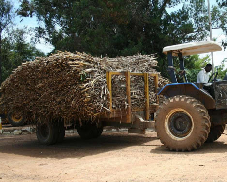 A tractor transporting sugarcane